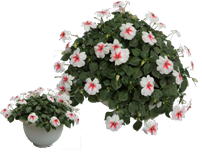 Hoa Ngọc Thảo châu tròn 25x17 cm